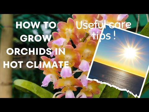 Growing orchids in hot climate - useful tips #orchid #dendrobium #orchidcare