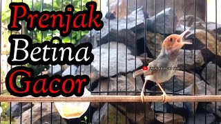 Download lagu PRENKAK BETINA GACOR MENGGODA JANTAN COCOK BUAT MASTERAN. mp3 Download lagu PRENKAK BETINA GACOR MENGGODA JANTAN COCOK BUAT MASTERAN. mp3