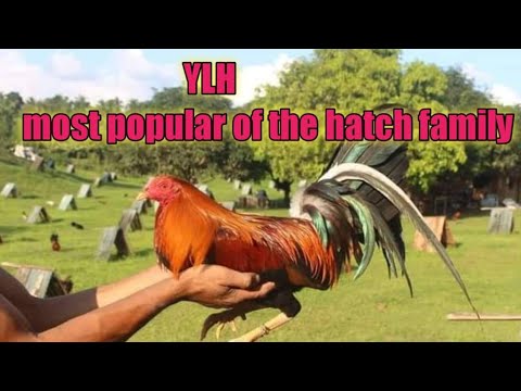 ALL ABOUT YELLOW LEGGED HATCH GAMEFOWL