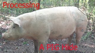 Processing  A Pig Hide