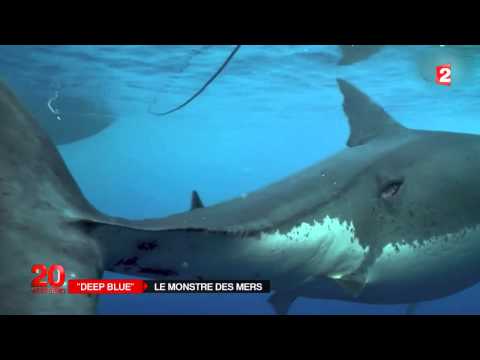 Deep Blue, légendaire femelle de grand requin blanc