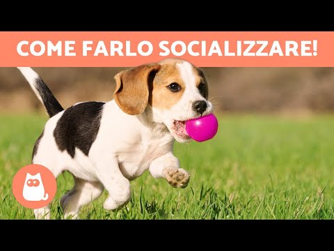 Come SOCIALIZZARE un CUCCIOLO con altri CANI 🐶