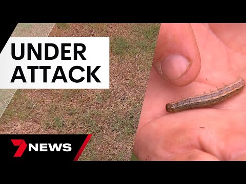 Expert advice to save your lawn as grubs invade | 7 News Australia