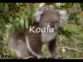 Alphabet And Animals