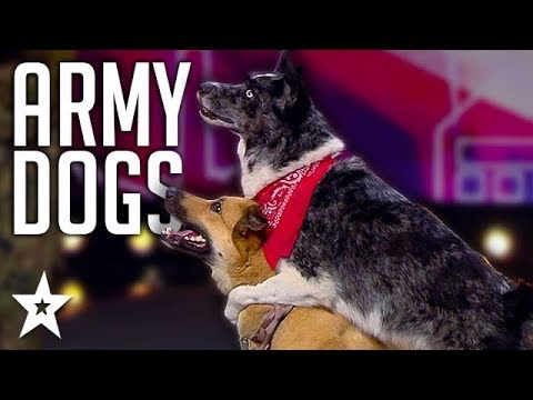Dancing Dog Duo IMPRESS Everyone On Poland's Got Talent 2019 | Got Talent Global