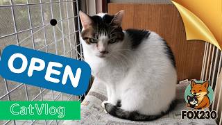 【CatsVlog】猫部屋オープン・一日の始まり #猫動画 #可愛い猫 #保護猫