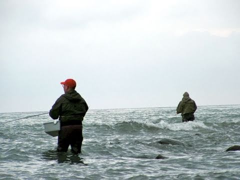 Fishing with Rod: Beach fishing in Denmark (Danmarks kystfiskeri)