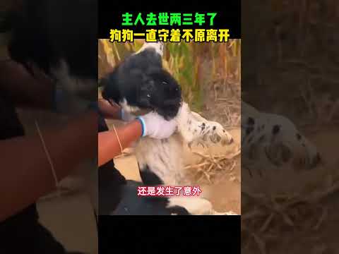 主人去世两三年了，狗狗一直守着不原离开 #大熱門 #感人壹幕 #funny #影視解説 #automobile #寵物友善日常 #搞笑视频 #搞笑 #正能量剧情