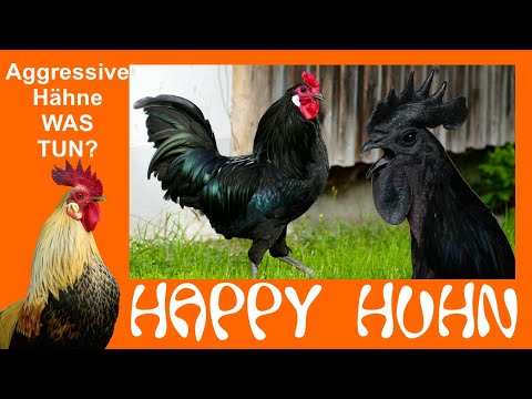 E123 All about Roosters - Aggressive Rooster, What to Do? - HAPPY CHICKEN - Selecting Breeding Ro...
