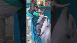 Download lagu Lucu! Imutnya Melatih Sirkus Lumba Lumba Atraksi #Shorts #Sirkus #Dolphin mp3 Download lagu Lucu! Imutnya Melatih Sirkus Lumba Lumba Atraksi #Shorts #Sirkus #Dolphin mp3