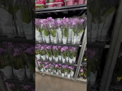 Orquídeas 25 reais