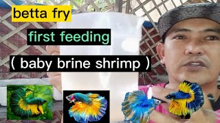 BETTA FRY FIRST FEEDING / BETTA FRY FEED BABY BRINE SHRIMP / FIRST FOOD