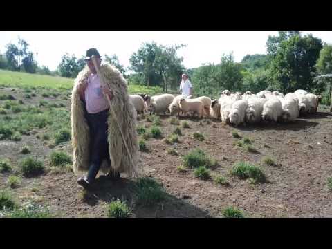 Ultima filmare cu turma mare la 75 de ani Pavel ciobanu