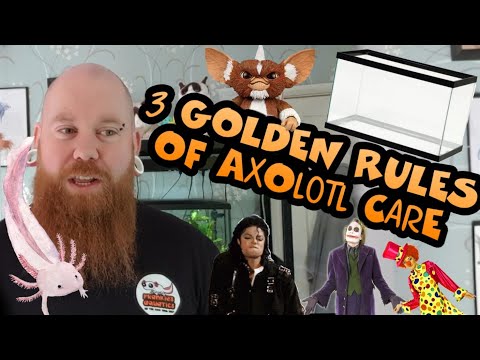 download lagu mp3 mp4 Axolotl Pet Australia, download lagu Axolotl Pet Australia gratis, unduh video klip Axolotl Pet Australia