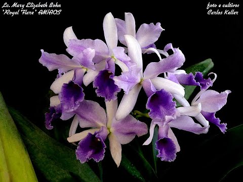 , title : 'Adubação de acordo com as fases de crescimento da orquídea - Carlos Keller - abril de 2022'