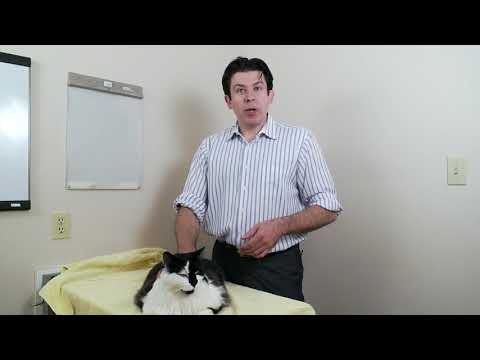 Cat names that get your cat's attention - YouTube