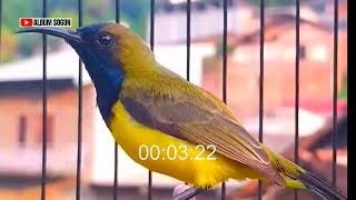 Download lagu SUARA SOGON GACOR PENJEBOL EMOSI SOGON BAHANMU‼️ HANYA 1 MENIT PASTI RESPON !! mp3