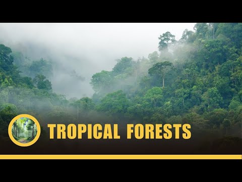 Tropical Rainforest And Tropical Seasonal Forest Biome