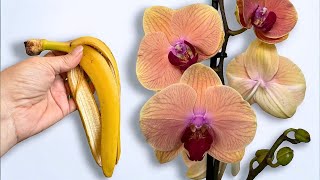 Der Trick, den Gärtner verbergen! Orchideenwurzeln und Blütentriebe wachsen 500 % schneller
