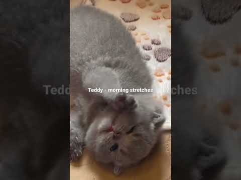 British Shorthair Kitten -              “A day in the life of Teddy”