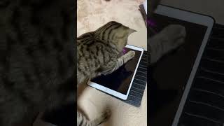 親戚の猫ちゃんに動画を見せたら反応がよかった件について #子猫 #猫 #cat
