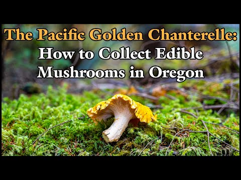 The Pacific Golden Chanterelle: How to Collect Edible Mushrooms in Oregon