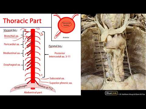 LO 2 - Thoracic Aorta - Posterior Mediastinum