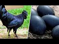 Top 10 of the world’s most unusual chicken breeds
