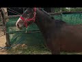 Ruin Belgische pony Te koop 2022 Bruin / Bai ,  dallas van overis