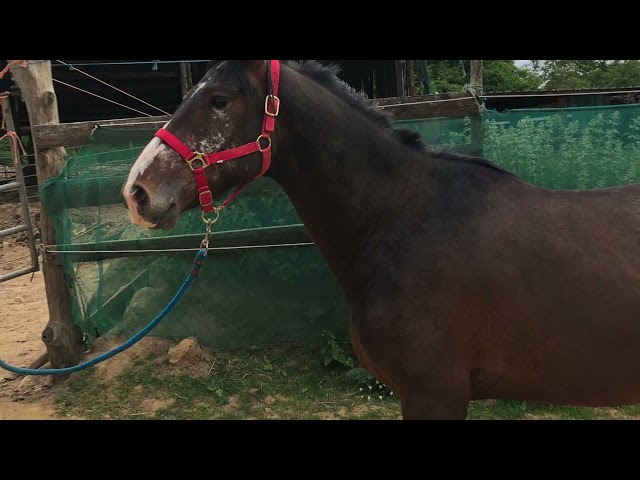 Ruin Belgische pony Te koop 2022 Bruin / Bai ,  dallas van overis