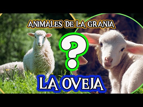 , title : 'LA OVEJA 🐑 |  Videos educativos para niños |Documentales para niños| animales de la granja'