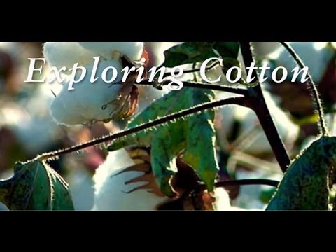 Made in Peru | Exploring Cotton