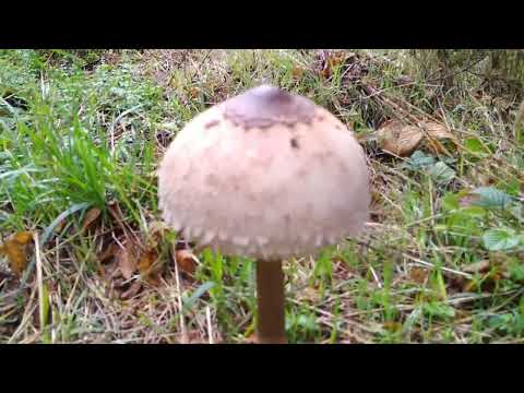 Parasol bzw. Schirmpilz - Pilze für Jäger und Sammler