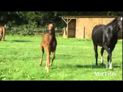 For sale! Stutfohlen Rocco Granata x Baroncelli