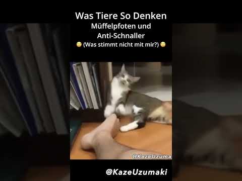 Was Tiere So Denken 😂 Lustige Katzen & Hunde Videos | Funny Animals  #funny #flachwitz #comedyvideos
