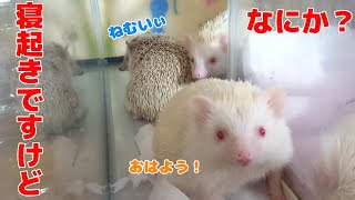 【ハリネズミ】寝起きにやること