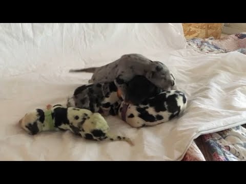 download lagu mp3 mp4 Great Dane Colorado, download lagu Great Dane Colorado gratis, unduh video klip Great Dane Colorado