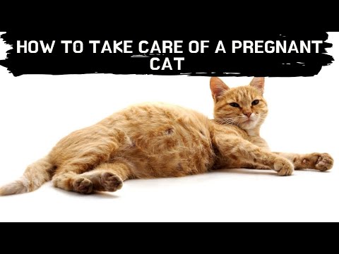 How to take care of a pregnant cat Updated 2021 || Pregnant cat care || pregnant cat giving birth