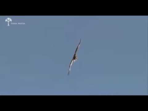 Aquila attacca camoscio