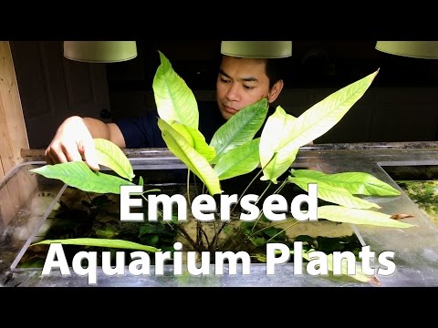 Emersed Aquarium Plants
