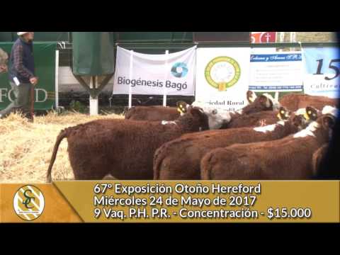 24-05-17 - Venta de Vaq. PH.  P.R. - Concentración - 67º Expo. Hereford - Tandil
