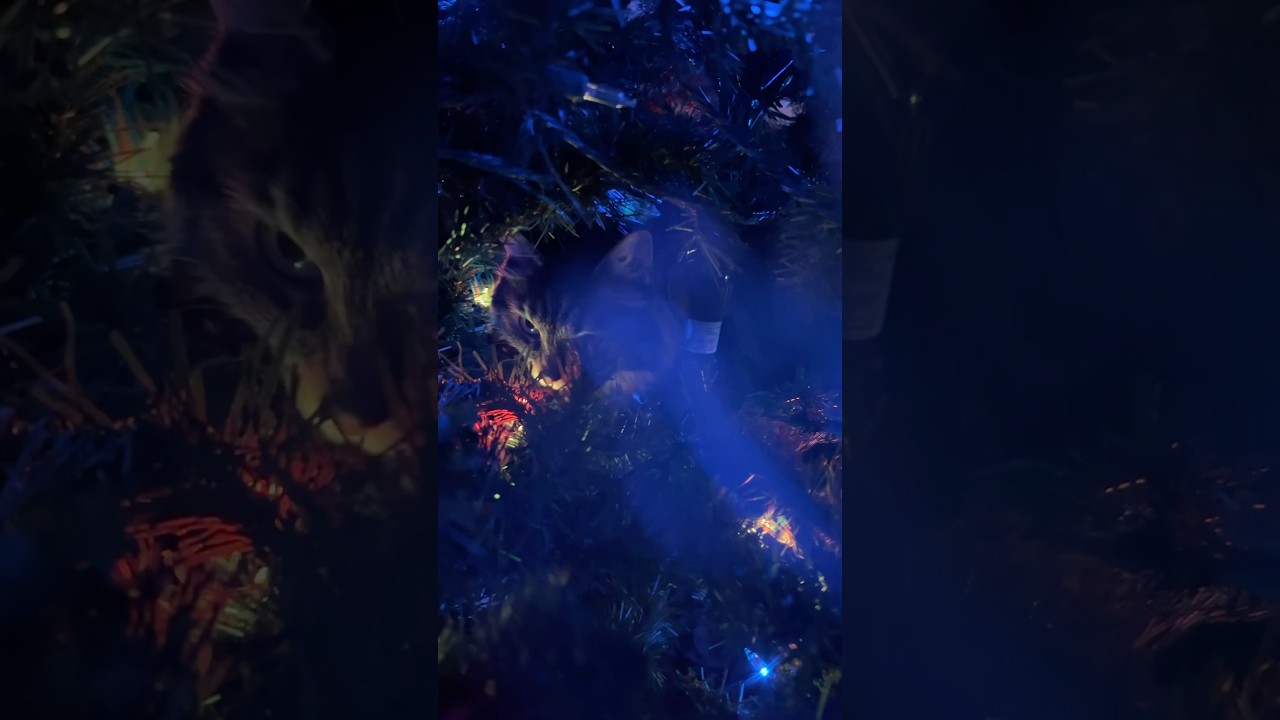 Hard to make heads or tails of the situation at first.. #catmas #catsofyoutube #catsintrees