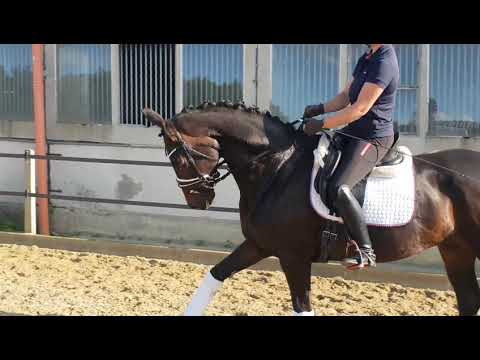 "EVITA " 5 jährige Stute v. Fürstenball ***