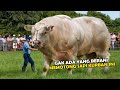 Gak Main Main Inilah 9 Sapi Terbesar Di Dunia