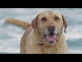 Sharon Shannon - Top Dog Gaffo (official video)