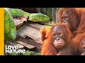 Why Baby Orangutans Must Learn to Fear Snakes | Love Nature