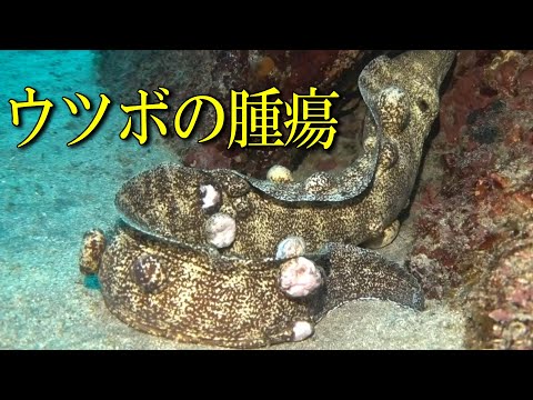 ウツボの腫瘍