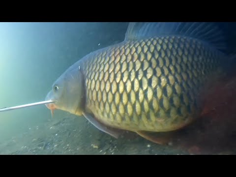 Spearfishing Carp | Best Compilation 2021 | Spearfishing Karpa in the River