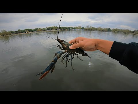 複数の種を捕まえる |バルボア湖の淡水釣り