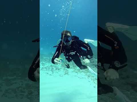 Launching my SMB correctly this time 🤗#septdailyshorts @SCUBAPRO #scubadiving #gopro11 #ocean